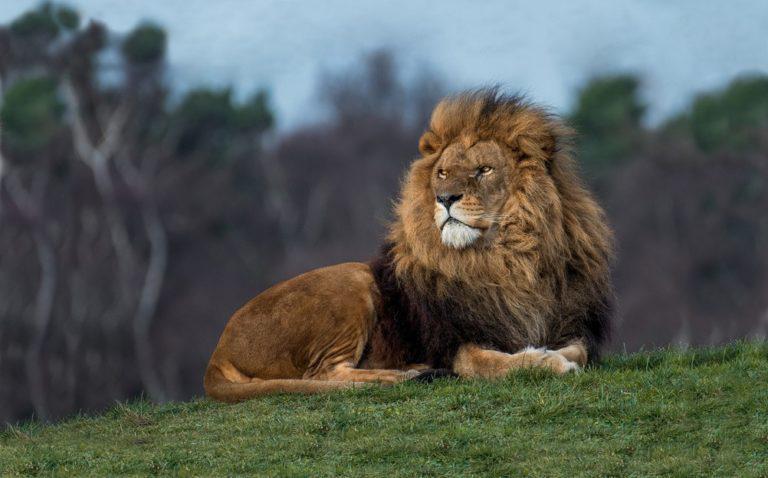 მარტის ასტროლოგიური პროგნოზი მამაკაცი და ქალი ლომებისთვის