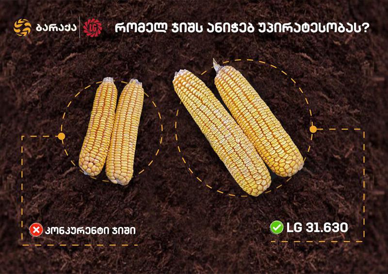 14 + ტონა სიმინდის მოსავალი ჰექტარზე - LG 31.630