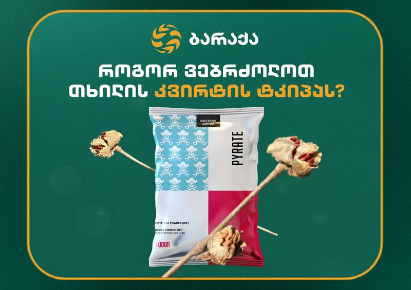 როგორ ვებრძოლოთ თხილის კვირტის ტკიპას?