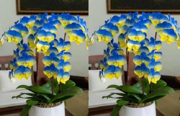 ტაივანში ორქიდეის ახალი სახეობა, "უკრაინა"  გამოიყვანეს