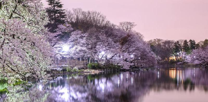 საკურას ყვავილობა - ულამაზესი ფოტოები ამომავალი მზის ქვეყნიდან