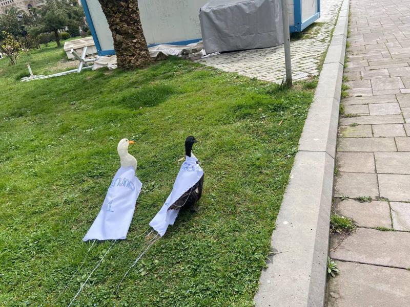 "ბათუმში იხვებს თეთრი ნაჭერი შეაბეს წარწერით - ივანიშვილი, ღარიბაშვილი, რიჟვაძე, კობახიძე.. პოლიცია იხვებს დასაჭერად დასდევს" - რა კადრები ვრცელდება "ფეისბუქში"