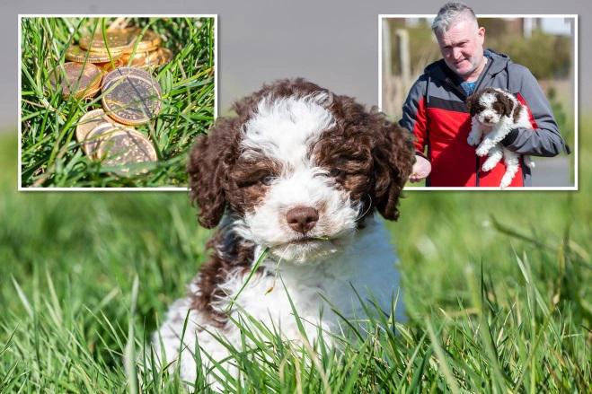 კლარკების ოჯახის "ოქროს მაძიებელი" წევრი - ლეკვმა სეირნობისას 6.000 ფუნტის ღირებულების ოქროს მონეტები ამოთხარა