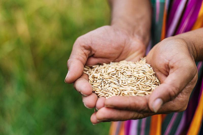 პანდემია, ომი... და სასურსათო კრიზისიც? -  "ომის გახანგრძლივება უფრო დიდ პრობლემებს შეუქმნის სასურსათო ბაზარს, რამაც შეიძლება მთელი მსოფლიო საგანგაშო მდგომარეობაში ჩააგდოს"