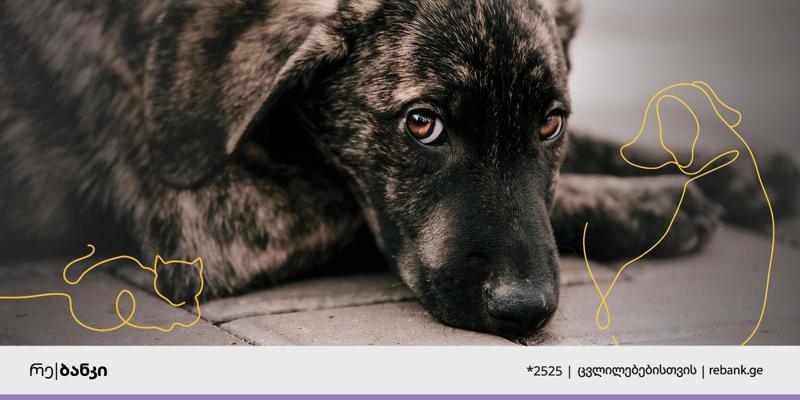 რე|ბანკი Animal Project-ის ღონისძიების მხარდამჭერია