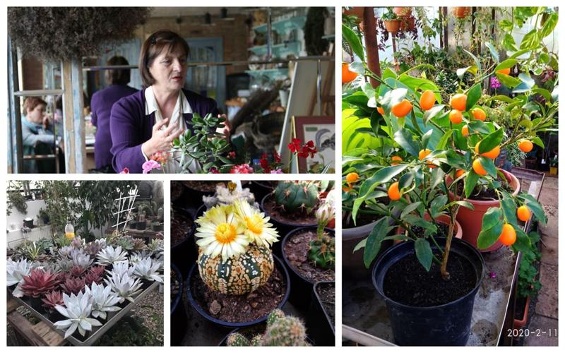 "ჯანმრთელობის პრობლემები მქონდა და მეუღლემ და შვილმა ორანჟერეა გამიკეთეს… დეპრესიიდან ამან გამომიყვანა" - ცნობილი მემცენარის გზა სოხუმიდან წავკისამდე