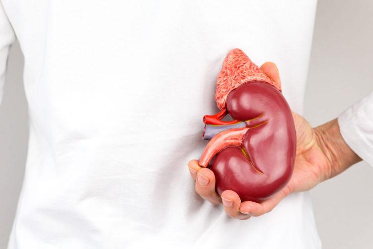 "მისი ფუნქციის დარღვევა ბევრ დაავადებას იწვევს“ - რა უნდა ვიცოდეთ თირკმელზედა ჯირკვალზე, რომელიც ადამიანის ორგანიზმში სასიცოცხლოდ მნიშვნელოვან როლს ასრულებს