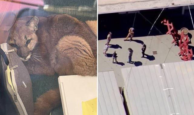 კალიფორნიის სკოლაში ლომის ბოკვერი შეიპარა - პანიკა და საკლასო ოთახში მოკალათებელი პატარა ლომი (ფოტოები)