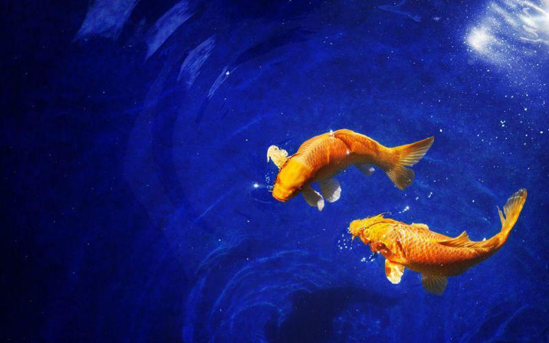 ივლისის ასტროლოგიური პროგნოზი მამაკაცი და ქალი თევზებისთვის "ფული სარფიან საქმეში დააბანდეთ, მოერიდეთ თაღლითურ სქემებს"