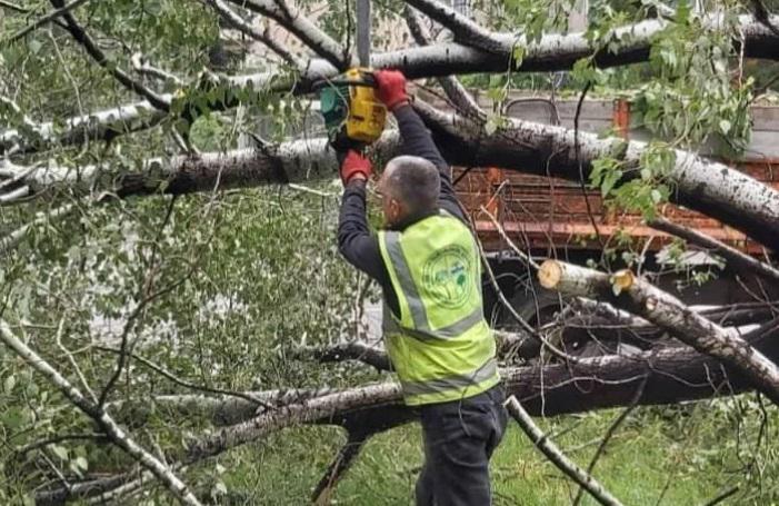 ძლიერი ქარი რუსთავში - მოგლეჯილია ხეები, დაზიანებულია სახურავები და სხვა ინფრასტრუქტურა