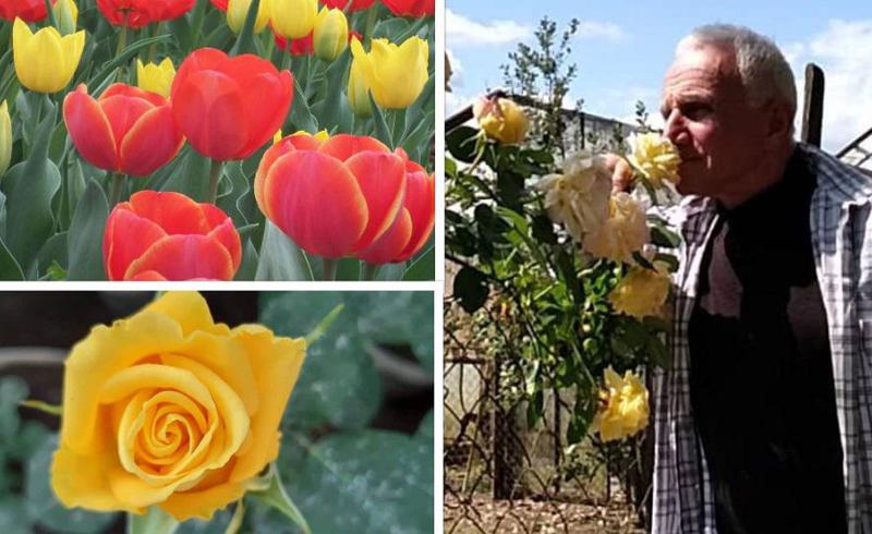 "მცენარე თვითონ გელაპარაკება - წყალი მწყურია და დამალევინეო" - ულამაზესი ვარდების ბაღი გვიშტიბში და ყვავილები, როგორც ბიზნესი: წარმატებული მებაღის რჩევები