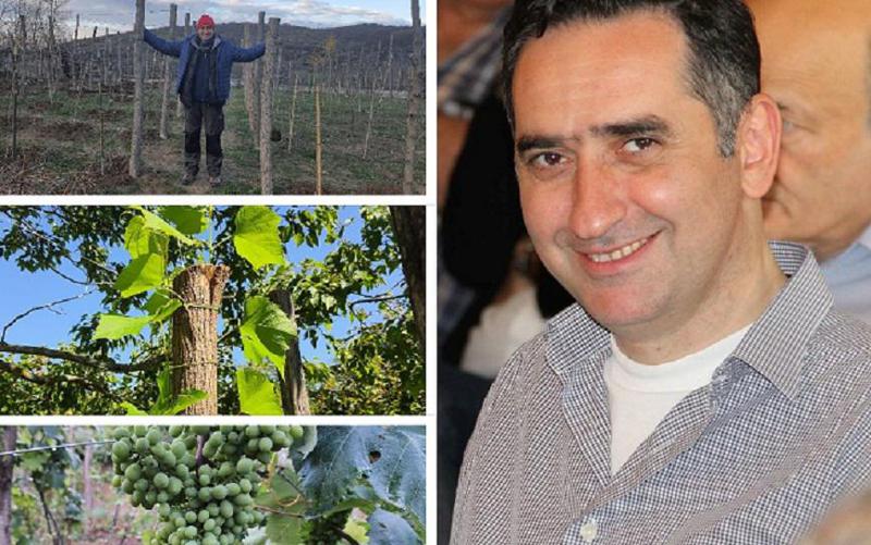 "ეს ამბავი როგორც ქართველს, დანაშაულად მიმაჩნდა" - წინაპრების გაჩეხილი ვაზის ადგილას გაშენებული ვენახი: ცნობილი ისტორიკოსის, ბუბა კუდავას მეურნეობა კახეთსა და სამეგრელოში