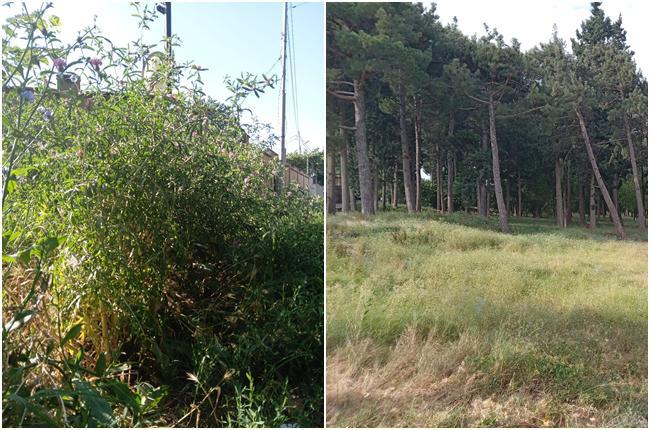 "ბალახის მოჭრას ტენდერის გამოცხადება სჭირდება თუ სპეციალური სამსახური გააუქმეთ?! ეკლიანი ბალახის მოჭრა რა გახდა?" - აბალახებული ავჭალის პარკი