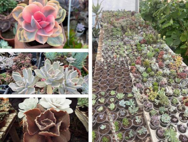 "ამ ყვავილებს თუ მოკიდე ხელი, ჩათრევა იცის... უცხოეთიდან უკვე 900 სახეობა ჩამოვიტანე" - ერთი ნაჩუქარი მცენარით გაშენებული სუკულენტების ულამაზესი ორანჟერია და კოლექციონერი ბიჭის  რჩევები "სუკუმანებს"