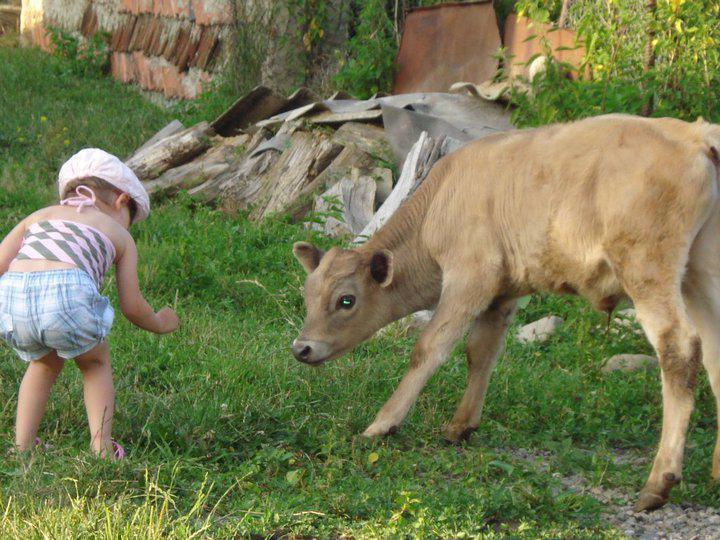 რა წერია მთავრობის მიერ დამტკიცებულ "ხბოს დაცვის რეგლამენტში"?