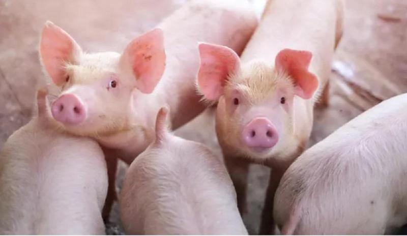 მთავრობამ "ღორების დაცვის მინიმალური მოთხოვნები“ დაამტკიცა - რა წერია დოკუმენტში