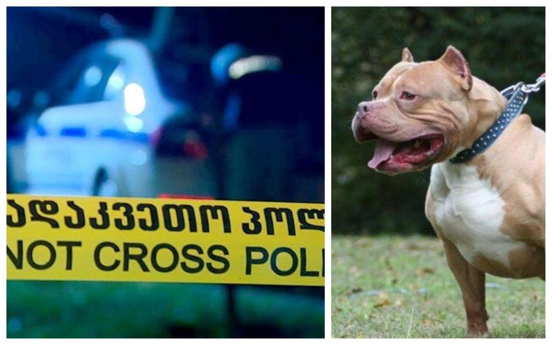 "მუცელი დაუგლიჯა ორს, შემდეგ ბიჭზე გაიწია... 7 ტყვია დაჭირდა პოლიციას, რომ პიტბული მოეკლათ" - თვითმხილველი ვარკეთილში მომხდარ შემთხვევას იხსენებს (ვიდეო)