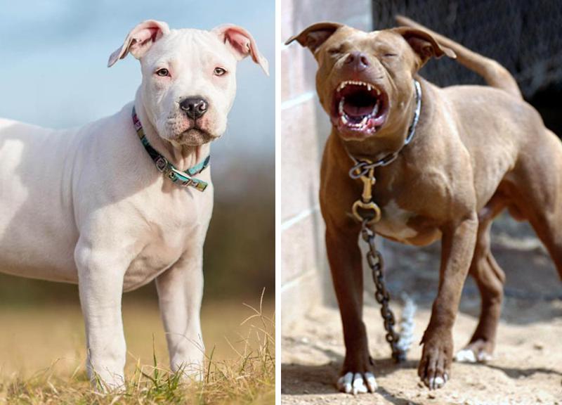 რატომ არის ზოგიერთ ქვეყანაში პიტ ბულის ყოლა აკრძალული და რომელ ქვეყანაში რა რეგულაცია მოქმედებს