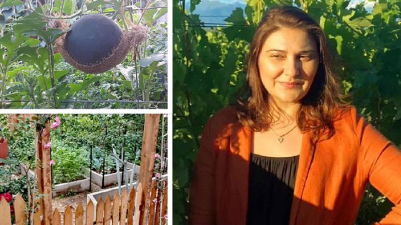 "გვირჩევნია, ნაკლები მოსავალი მივიღოთ, ვიდრე ბევრი და შეწამლული" - თბილისში, მცირე ფართობზე გაშენებული ულამაზესი, განსხვავებული ბაღი და საზამთროები "ჰამაკებში" (ფოტოები)