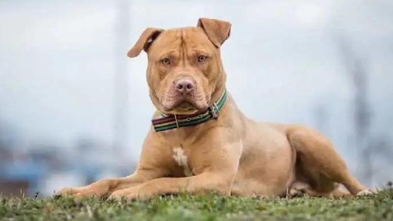 ამოქმედდა რეგულაცია: თუ ღია სივრცეში ძაღლს ალიკაპის ან საბმელის გარეშე გაიყვანთ, 150 ლარით დაჯარიმდებით