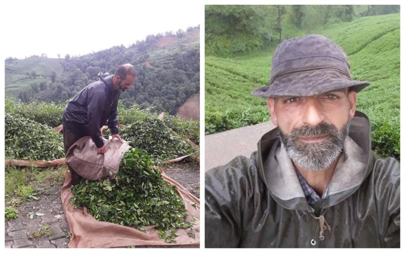 "სარდაფებში გვძინავს, თაგვებთან და მორიელებთან ერთად... შინ ჩაის პლანტაცია მაქვს და მე თურქეთში მიწევს ჩაის კრეფა" - რას ითხოვს სახელმწიფოსგან ხელვაჩაურელი მეჩაიე?