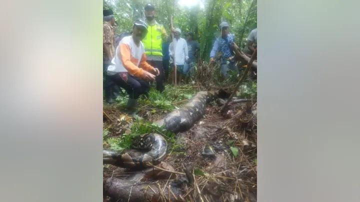 ინდონეზიაში ქალი გიგანტურმა პითონმა ცოცხლად გადაყლაპა - "მუცელი უჩვეულოდ ჰქონდა გაბერილი... ხალხმა მას მუცელი გაუჭრა და..."