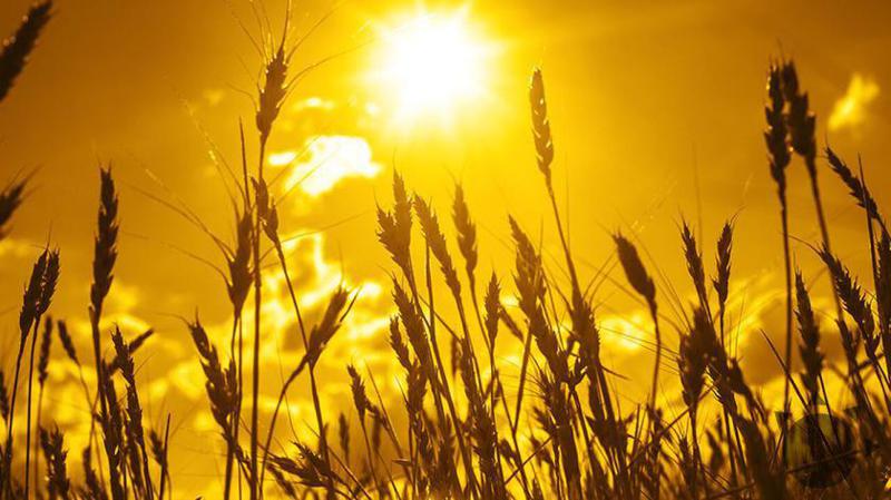 საქართველოში თბურ ტალღას ელიან - "მაღალი ტემპერატურები ტყის ხანძრებისა და მყინვარების დნობის პროცესების გააქტიურების ხელშემწყობ პირობებს წარმოადგენს"