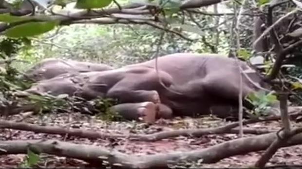 ინდოეთის ერთ-ერთ სოფელში სპილოებმა ალკოჰოლი იპოვეს და იმდენი დალიეს, რომ დაეძინათ - სვამდნენ მანამ, ვიდრე არ დათვრნენ