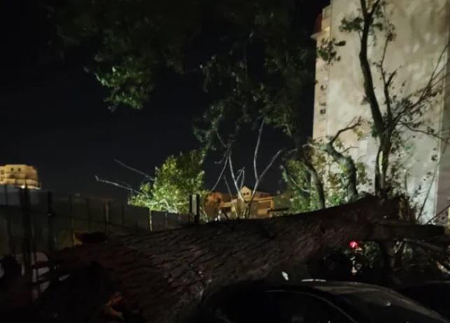 ძლიერი ქარი თბილისში - წაიქცა რამდენიმე ხე, რის შედეგადაც  სამი ავტომობილი დაზიანდა