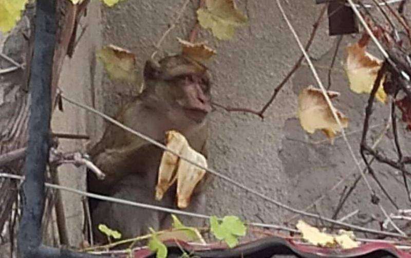 "დაჰკრა ფეხი და სახლიდან გაიქცა" - მაიმუნმა, რომელიც საზოგადოებრივი მაუწყებლის ეზოში აღმოაჩინეს, ზოოპარკი "ოჯახური კონფლიქტის" გამო დატოვა: რას წერს "თბილისის ზოოპარკი"