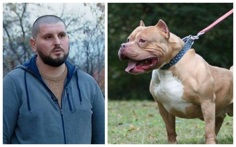 "პიტბული ყველა ადამიანისთვის ხელმისაწვდომი არ უნდა იყოს..." - რას ამბობენ კინოლოგი და ცხოველთა უფლებების დამცველები?