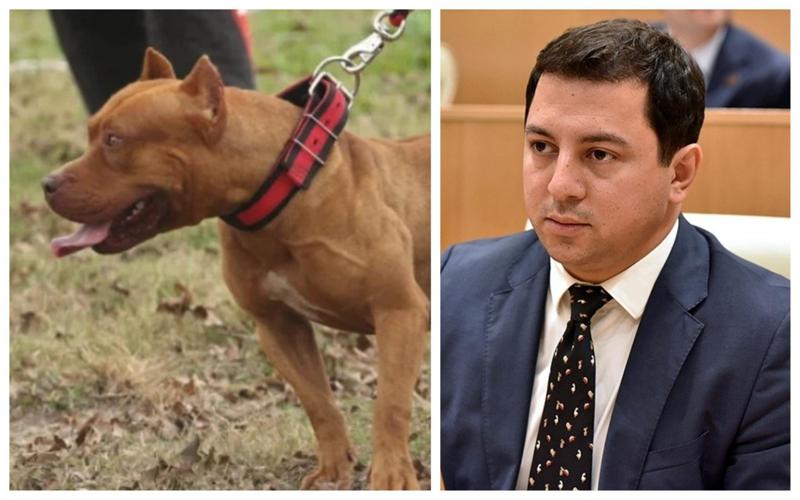 რას წერს არჩილ თალაკვაძე პიტბულის მიერ ბავშვის დაგლეჯვის ფაქტზე - "დასარეგულირებელია რიგი საკითხები..."