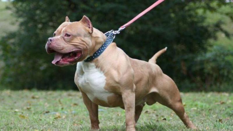 ძაღლის საბმელის ან ალიკაპის გარეშე სეირნობა 20 ლარით ისჯება - რას გულისხმობს მოქმედი კანონმდებლობა?