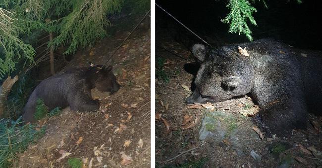 რაჭაში ჯერ მოკლეს და შემდეგ თათები დააჭრეს კავკასიურ მურა დათვს, რომელიც წითელ ნუსხაშია შეტანილი - რას წერს მოლაშქრე, რომელმაც სასტიკად მოკლული ცხოველი იპოვა