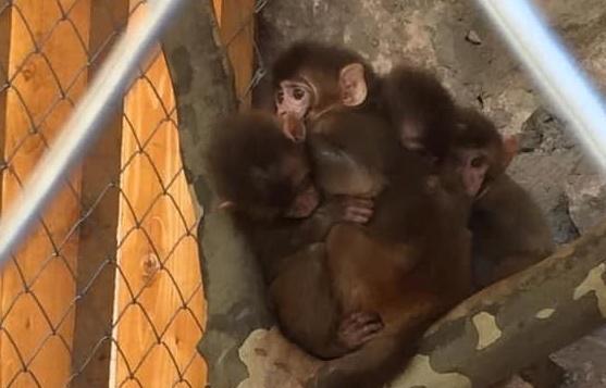 "გავრცელდა დეზინფორმაცია, რომ მაიმუნები მინუს გრადუსში იყინებიან... რეალობა კი ასეთია..." - როგორ ეხმაურებიან ჭიათურის მერიაში მოქალაქის პოსტს?