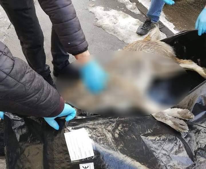 არსებული ინფორმაციით, დუშეთში რამდენიმე ძაღლი მოკლეს - შსს-მ ფაქტზე გამოძიება დაიწყო