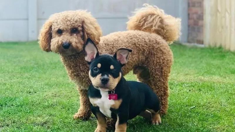 ცხოველთა მონიტორინგის სააგენტო თბილისში, კარდაკარის პრინციპით, პატრონიან ცხოველებს შეამოწმებს და მათი მოვლის შესაბამისი წესების დარღვევას აღრიცხავს