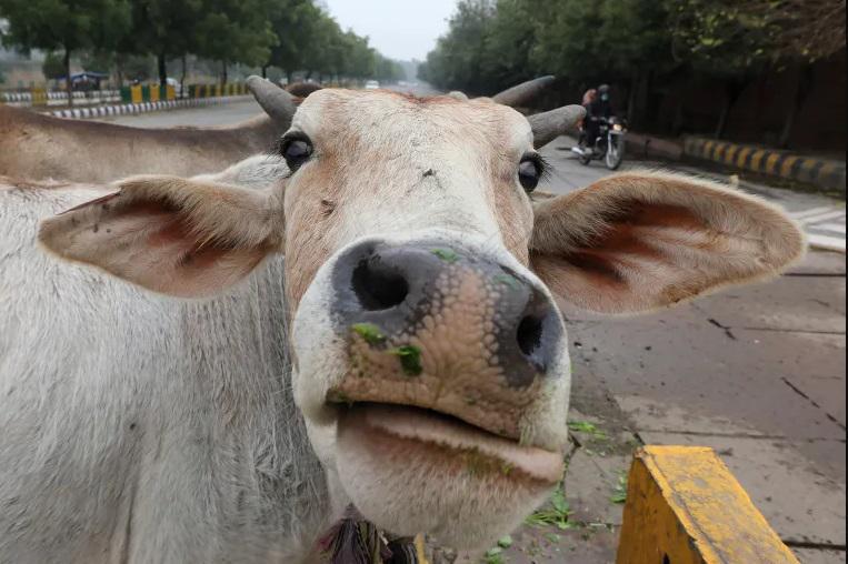 ინდოეთის მთავრობა ვალენტინობას "ძროხასთან ჩახუტების დღედ" აცხადებს - "ძროხასთან ჩახუტება ემოციურად გაგვამდიდრებს და ბედნიერებას მოგვიტანს"