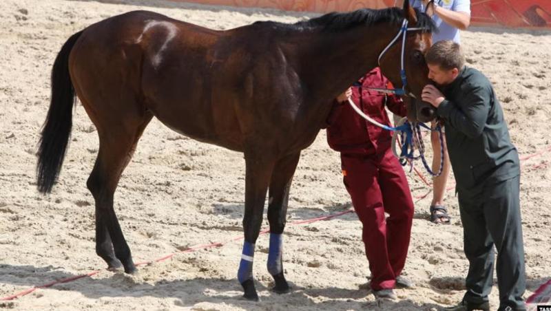 კადიროვი და ცხენი, რომელიც მოპარეს - ჩეჩნეთის ლიდერის თავლა: რა თანხას გამოიმუშავებს ის ათობით სარბოლო ცხენით