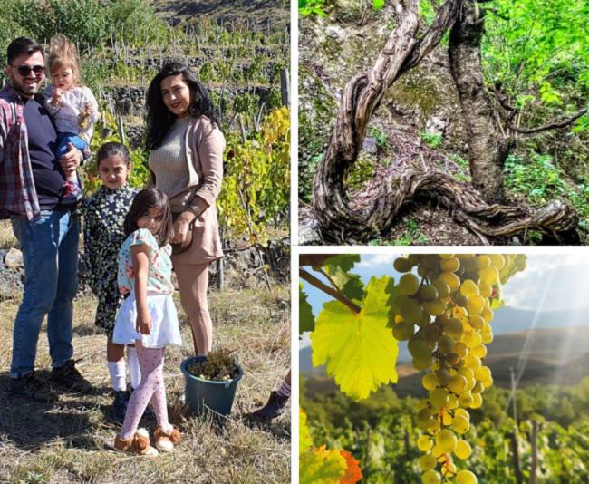 "წარმატება, რომელზეც ვოცნებობდი, გვიან, მაგრამ მაინც მოვიდა" - ახალგაზრდა მეღვინე  მესხეთიდან და ოთხსაუკუნოვანი ვაზი, რომლისგანაც დამზადებულმა ღვინომ საერთაშორისო აღიარება მოიპოვა