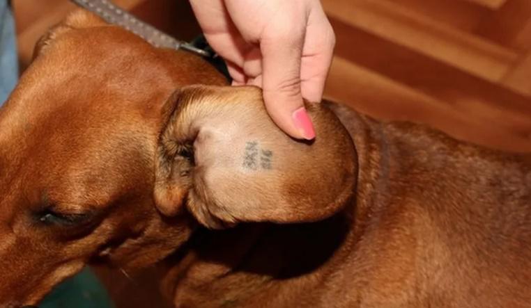 საქართველოში ყველა ძაღლი დაიჩიპება - "ძალიან მაღალი იქნება სანქციები მათთვის, ვინც ძაღლს ქუჩაში გააგდებს": რა ცვლილებები შედის კანონში?