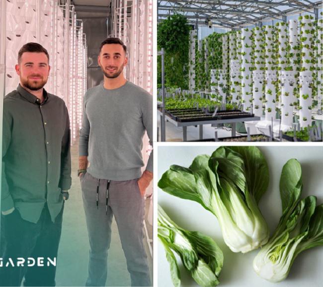 "ჭკვიანი სათბური", სადაც მცენარეები ნიადაგის გარეშე, წყალში იზრდება: პანდემიის დროს დაწყებული ინოვაციური ბიზნესი და ახალგაზრდა აგროტექნოლოგები მომავლიდან
