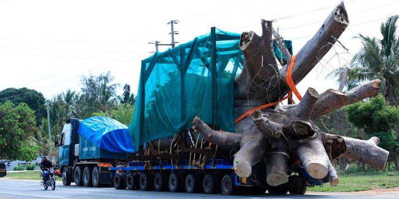 კენიაში საქართველოში ბაობაბების ექსპორტის საკითხს იკვლევენ - "არ გამორიცხავენ, საქართველოში ჩასვლას, რათა გაარკვიონ, რატომ აქვს ინვესტორს ხეების წაღების სურვილი"