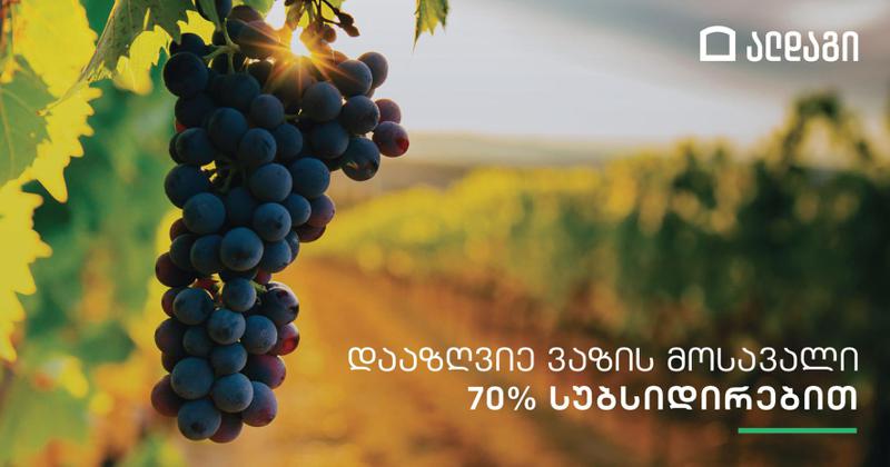 ვაზის დაზღვევა ალდაგში ყველაზე სწრაფი ანაზღაურებით და 70%-იანი სუბსიდიით
