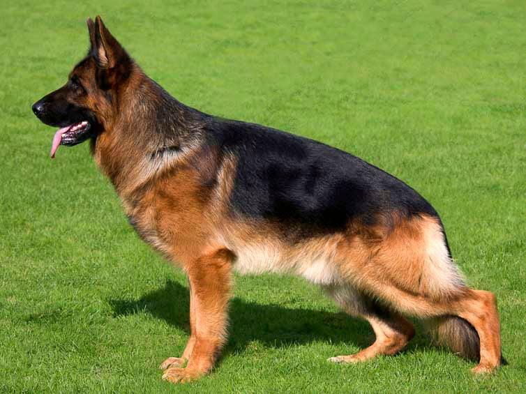 ძაღლს, რომელმაც მარტვილში 22 ადამიანი დაკბინა, ცოფი დაუდასტურდა