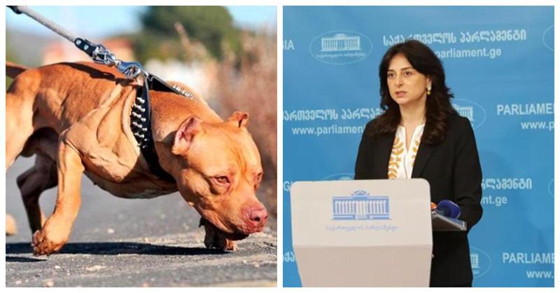 "გახშირდა ძაღლების სეირნობა საბელის ან ალიკაპის გარეშე, რასაც თან სდევს პრობლემები - მოქალაქეების დაკბენა" - რას გეგმავს ხელისუფლება?