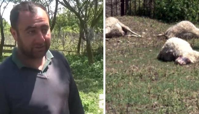 "სამსახურში ვიყავი, დამირეკეს ცხვარი არ არისო. ამოვედი და  გზაზე ეყარა მკვდარი ცხვრები" - სოფელ ხოვლეში მგლებმა ერთ ღამეში 180-ამდე ცხვარი დაგლიჯეს