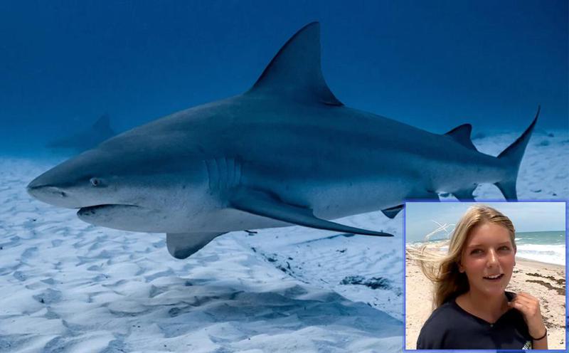 ფლორიდაში 13 წლის გოგონას ზვიგენი დაესხა თავს