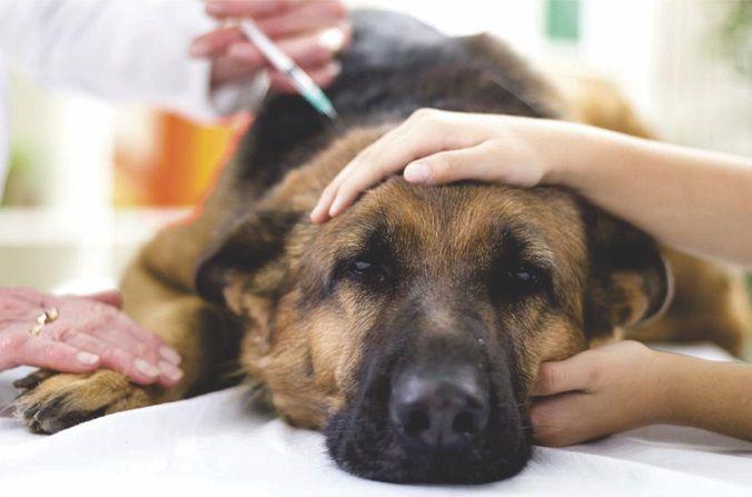 "პანიკის საფუძველი არ გვაქვს, მაგრამ მდგომარეობა საყურადღებოა"  - რა ვითარებაა ცოფის გავრცელების მხრივ თბილისსა და რეგიონებში: სტატისტიკა, დაავადების სიმპტომები, რჩევები