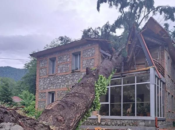 ქარის შედეგად მოგლეჯილი ხე ლაგოდეხის ნაკრძალის ტერიტორიაზე ვიზიტორთა ცენტრს დაეცა